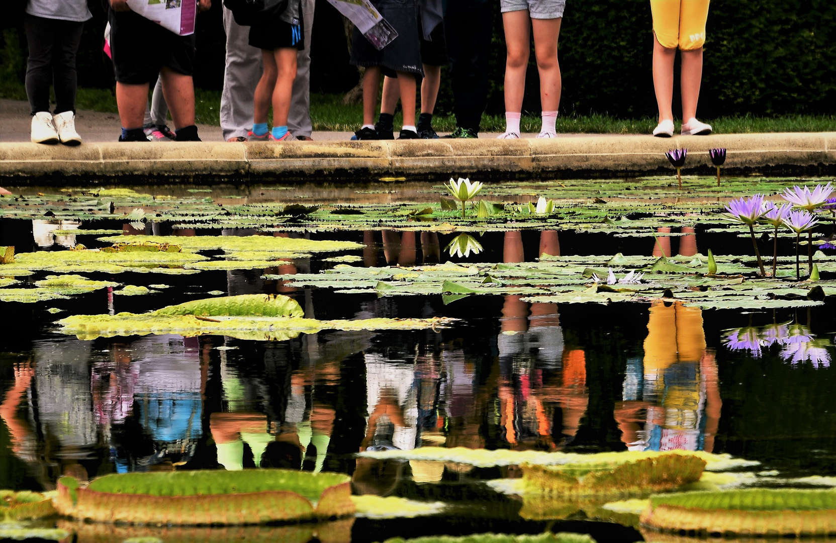 Spiegelung  im Seerosenteich