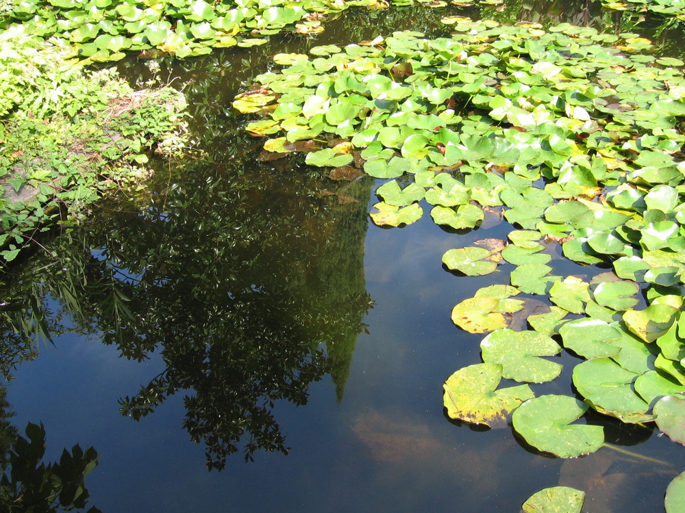 Spiegelung im Seerosenteich