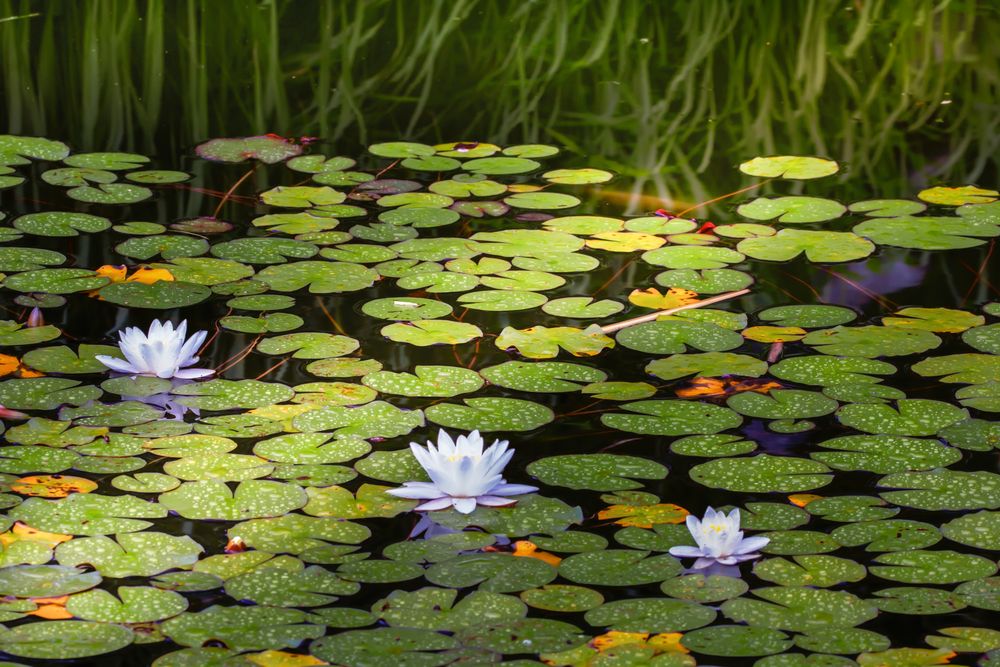 Spiegelung im Seerosenteich