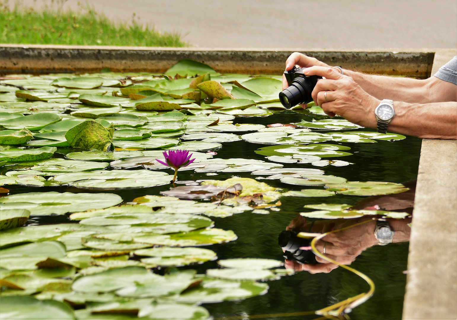 Spiegelung im Seerosenteich