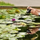 Spiegelung im Seerosenteich