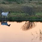 *** Spiegelung im Sonnenuntergang ***