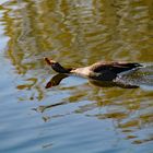 Spiegelung im Stadtsee