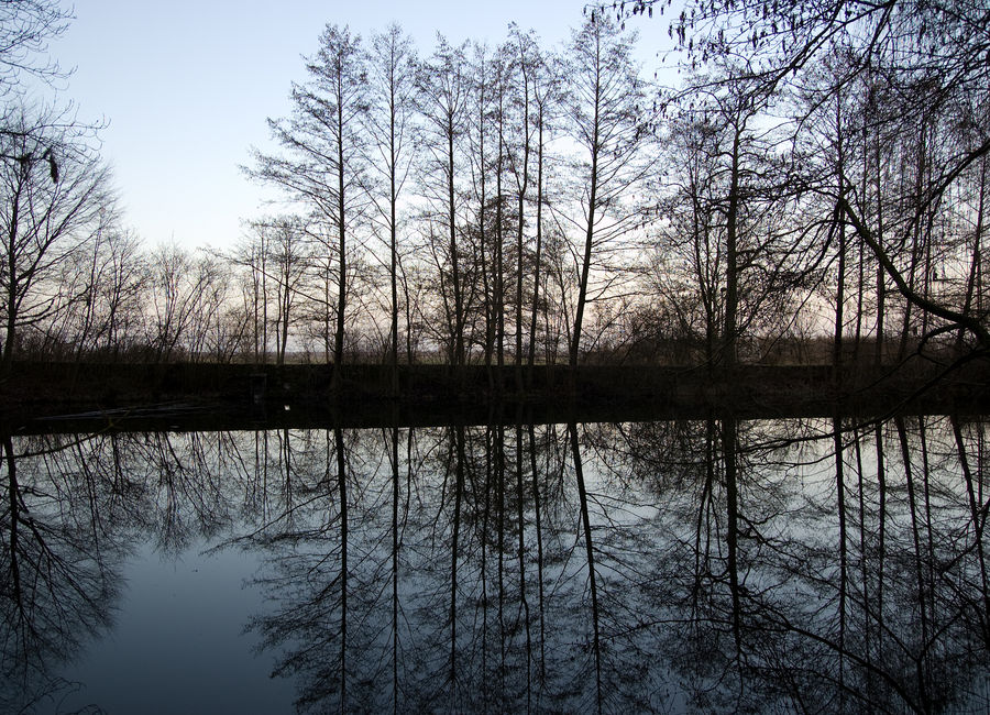 Spiegelung im Teich