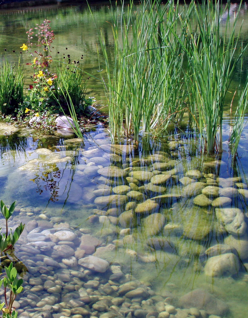 Spiegelung im Teich