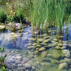 Spiegelung im Teich