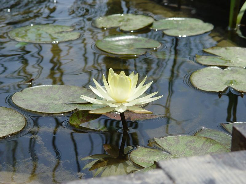 Spiegelung im Teich