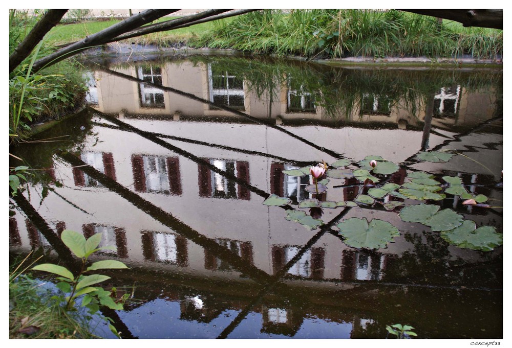 Spiegelung im Teich