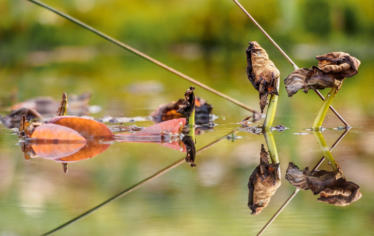 spiegelung im teich