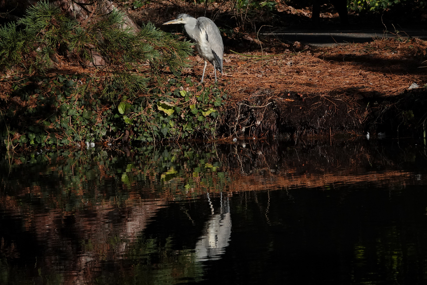 Spiegelung im Teich