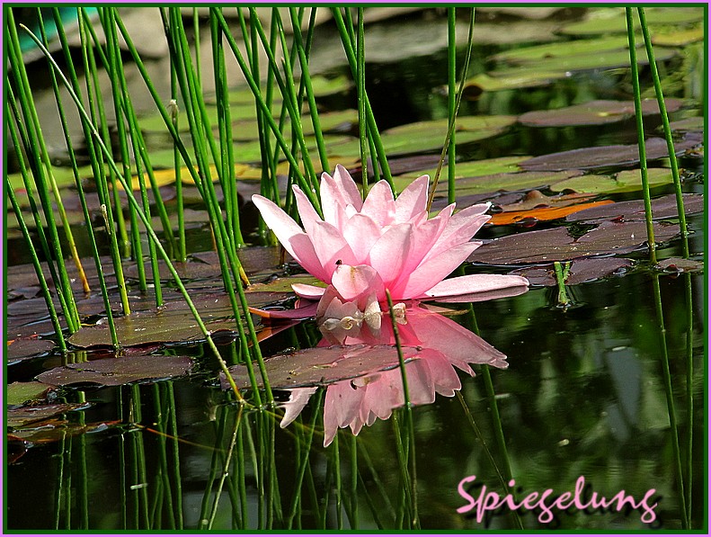 Spiegelung im Teich