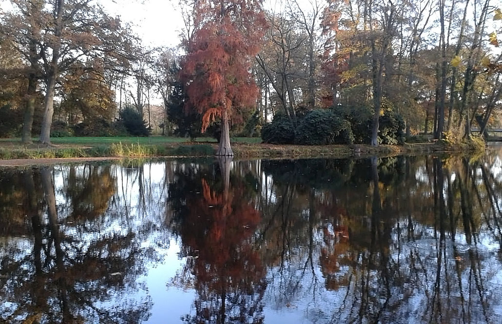 Spiegelung im Teich