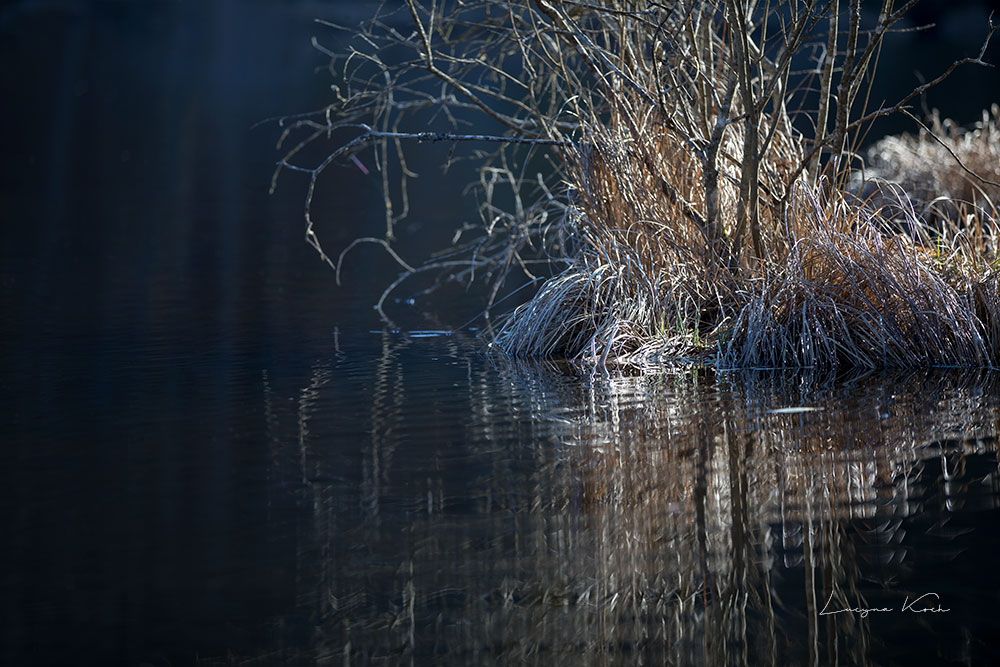 Spiegelung im Teich