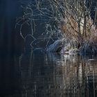 Spiegelung im Teich