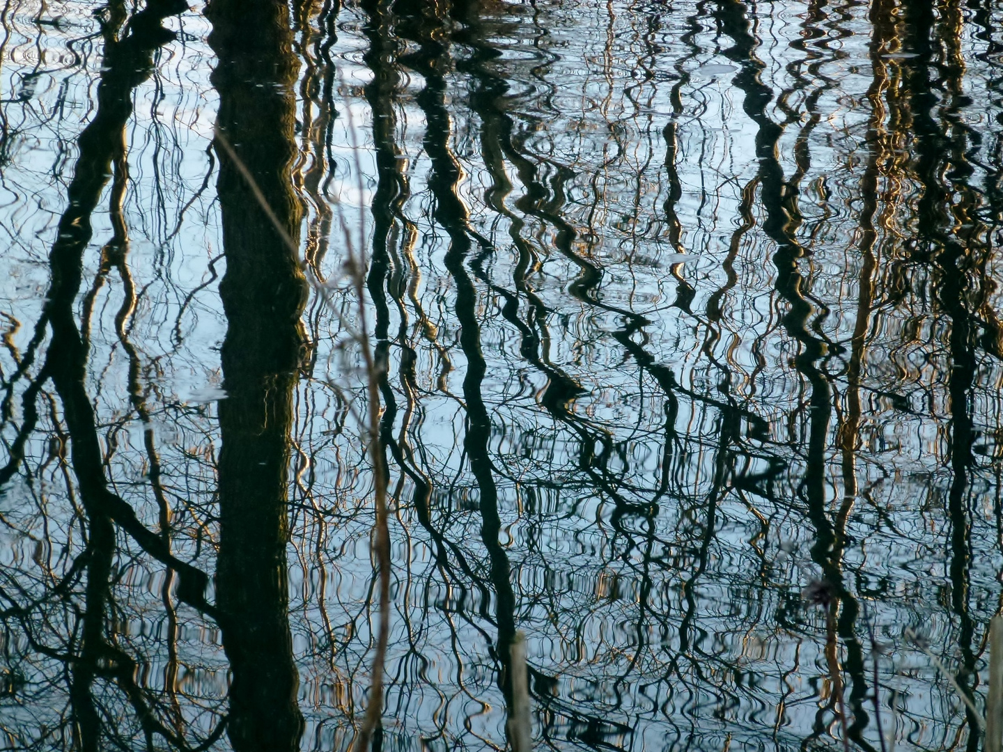 Spiegelung im Teich