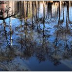 Spiegelung im Teich