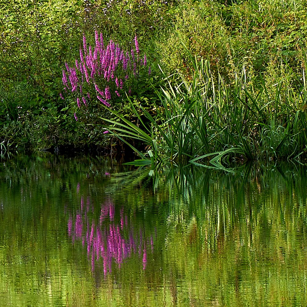 Spiegelung im Teich der aufgestauten Moosalb, er liegt im Karlstal bei