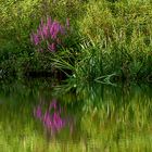 Spiegelung im Teich der aufgestauten Moosalb, er liegt im Karlstal bei Trippstadt, ca. 12 km...