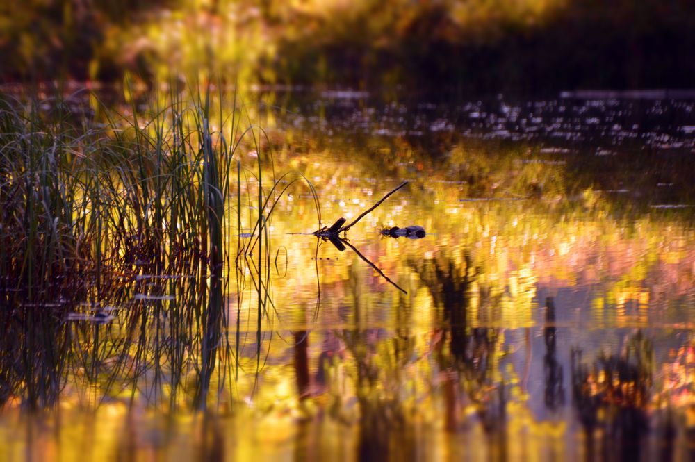 Spiegelung im Teich Foto & Bild experimente, abstraktes, sonstiges