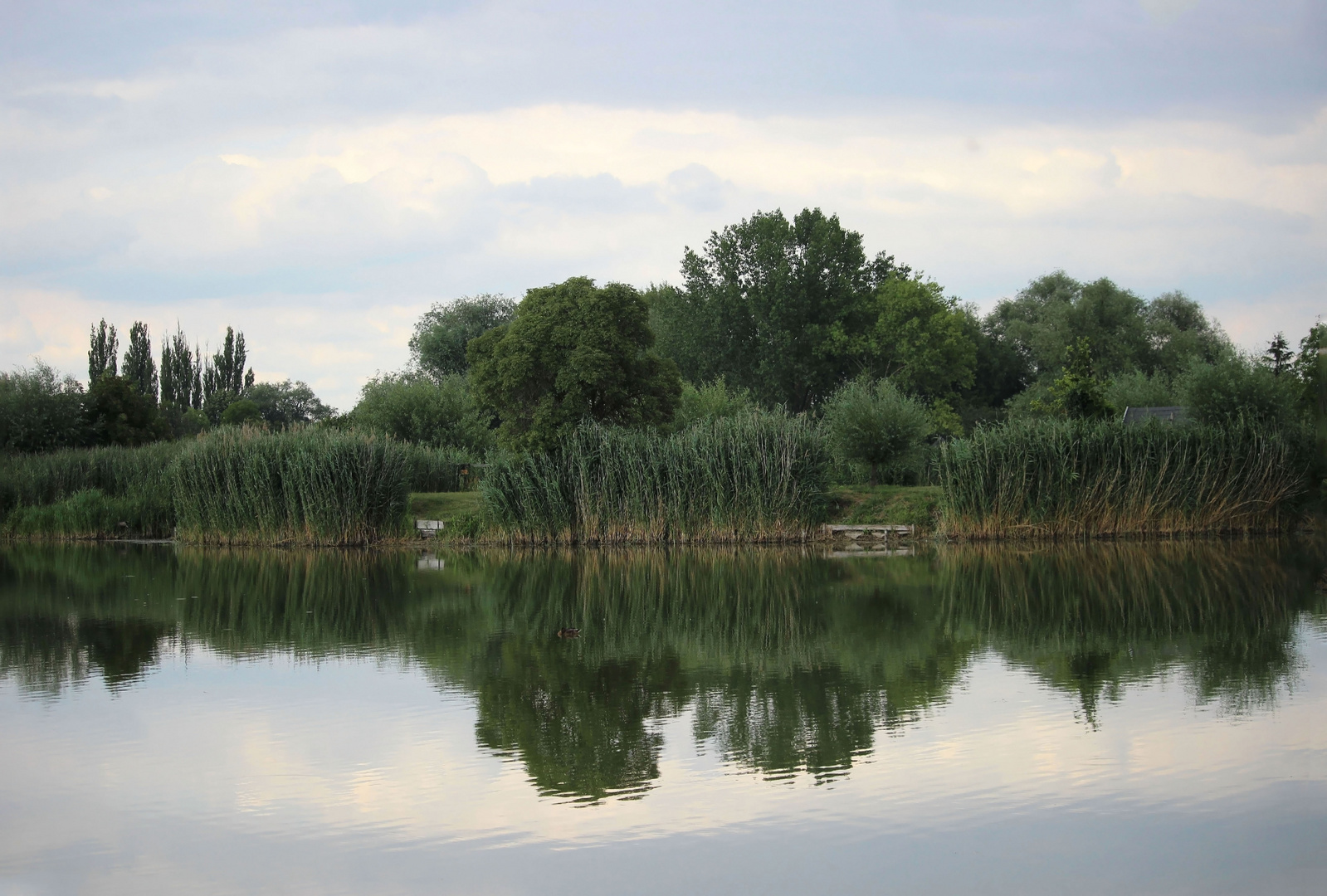 Spiegelung im Teich Foto & Bild deutschland, europe, sachsen anhalt