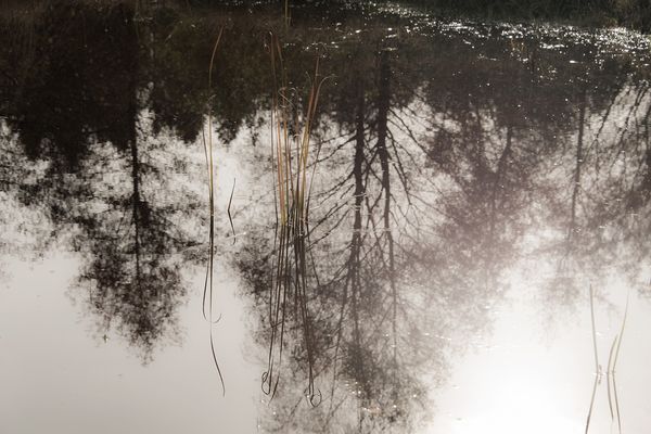spiegelung im teich_riflesso nello stagno