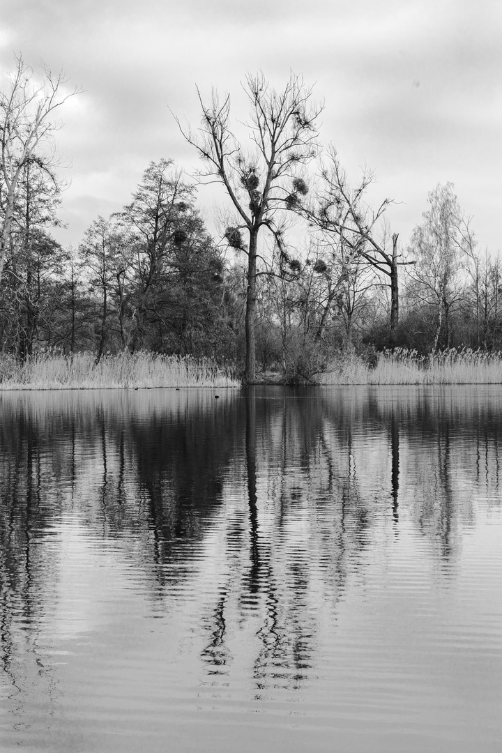 Spiegelung im Teterower See