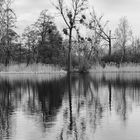 Spiegelung im Teterower See