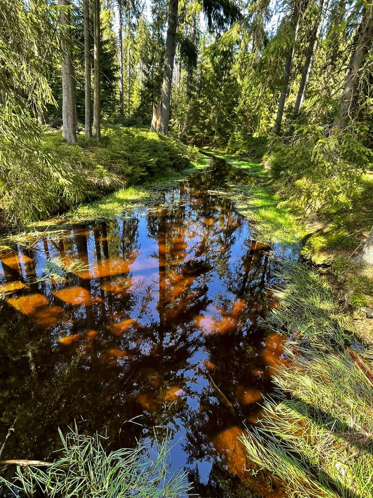 Spiegelung im Torfmoor