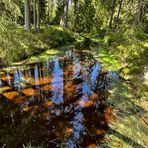 Spiegelung im Torfmoor