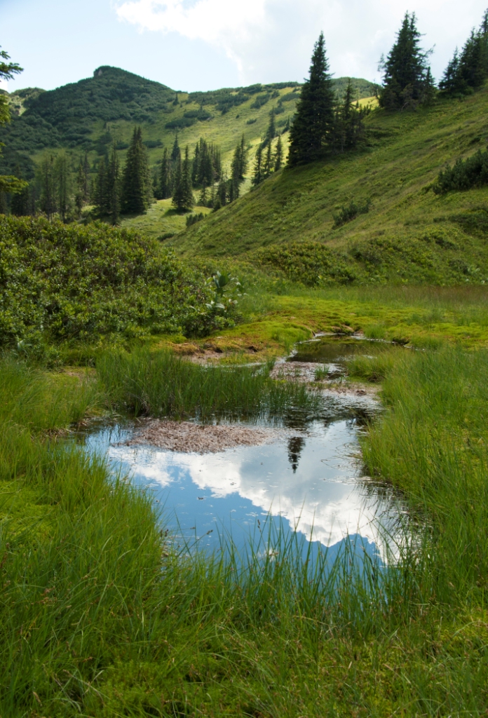 Spiegelung im Tümpel 2