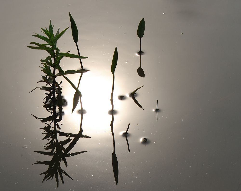 Spiegelung im Tümpel