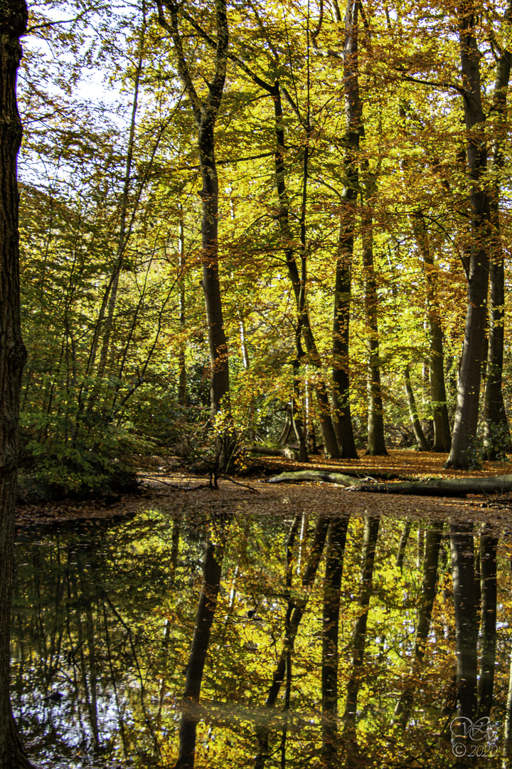 Spiegelung im Tümpel