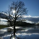 Spiegelung im Überschwemmungshochwasser