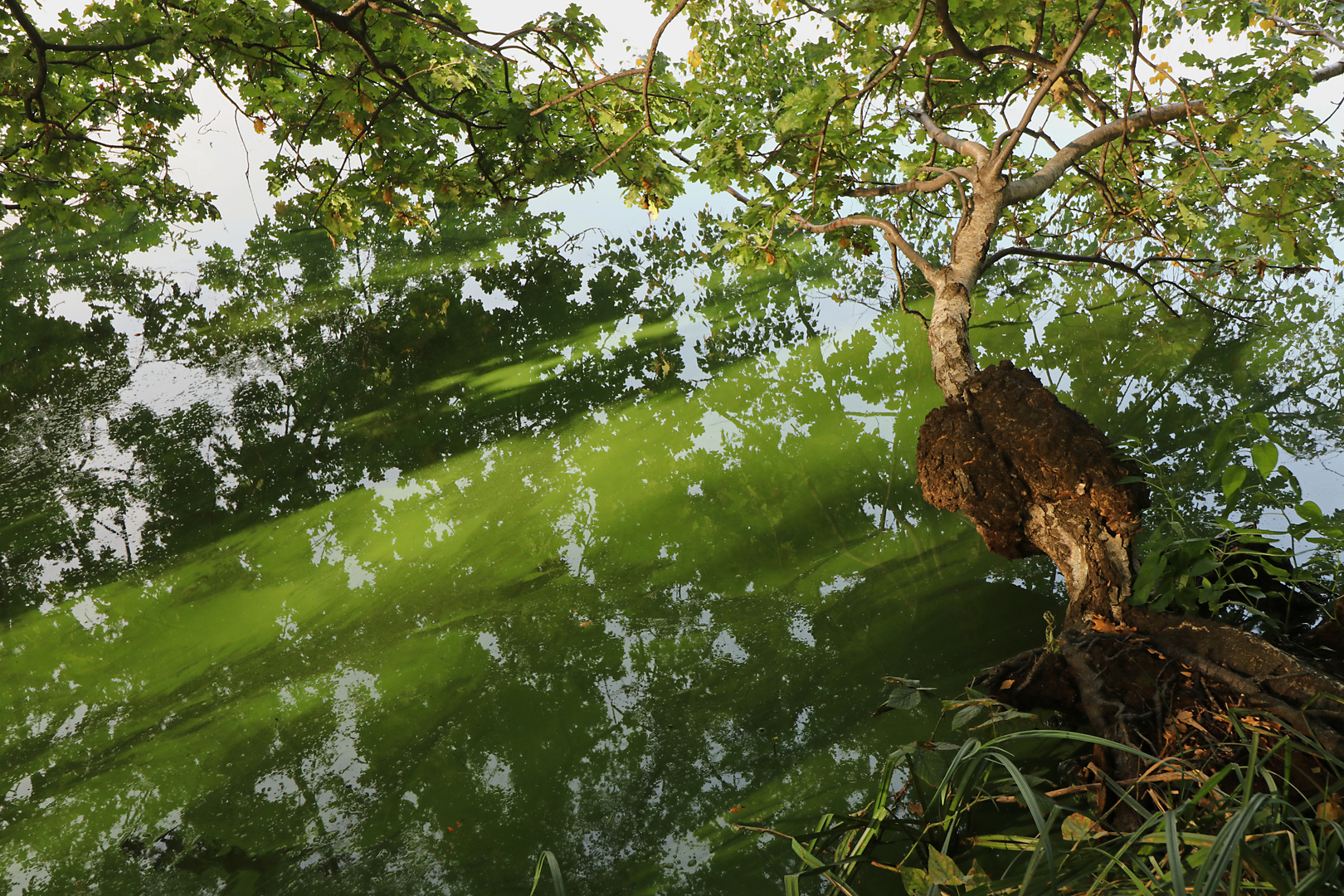 Spiegelung im Uferwasser