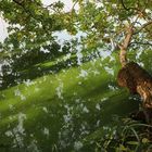 Spiegelung im Uferwasser