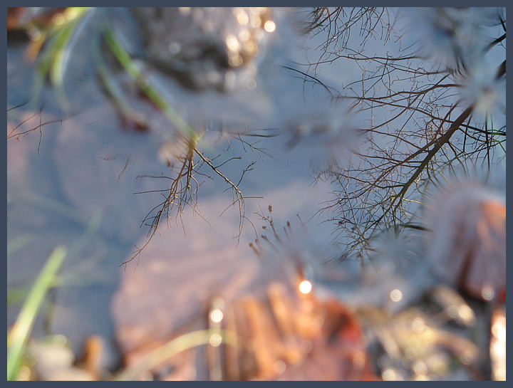 Spiegelung im Wald....