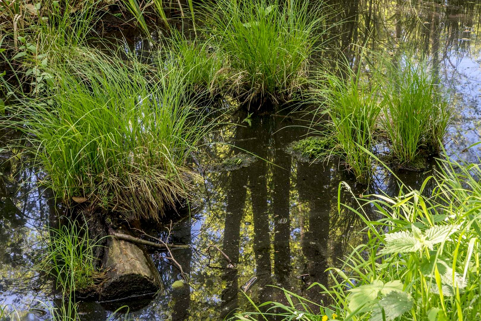 Spiegelung im Wald