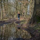 Spiegelung im Wald