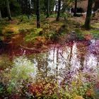 Spiegelung im Wald am Mummelsee 