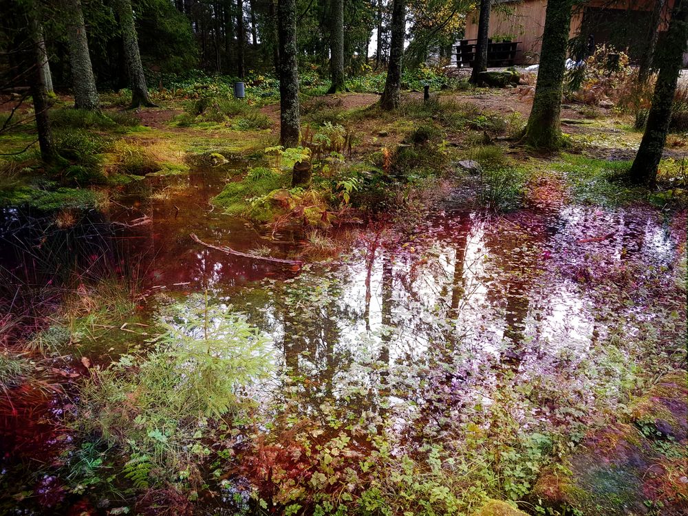 Spiegelung im Wald am Mummelsee 