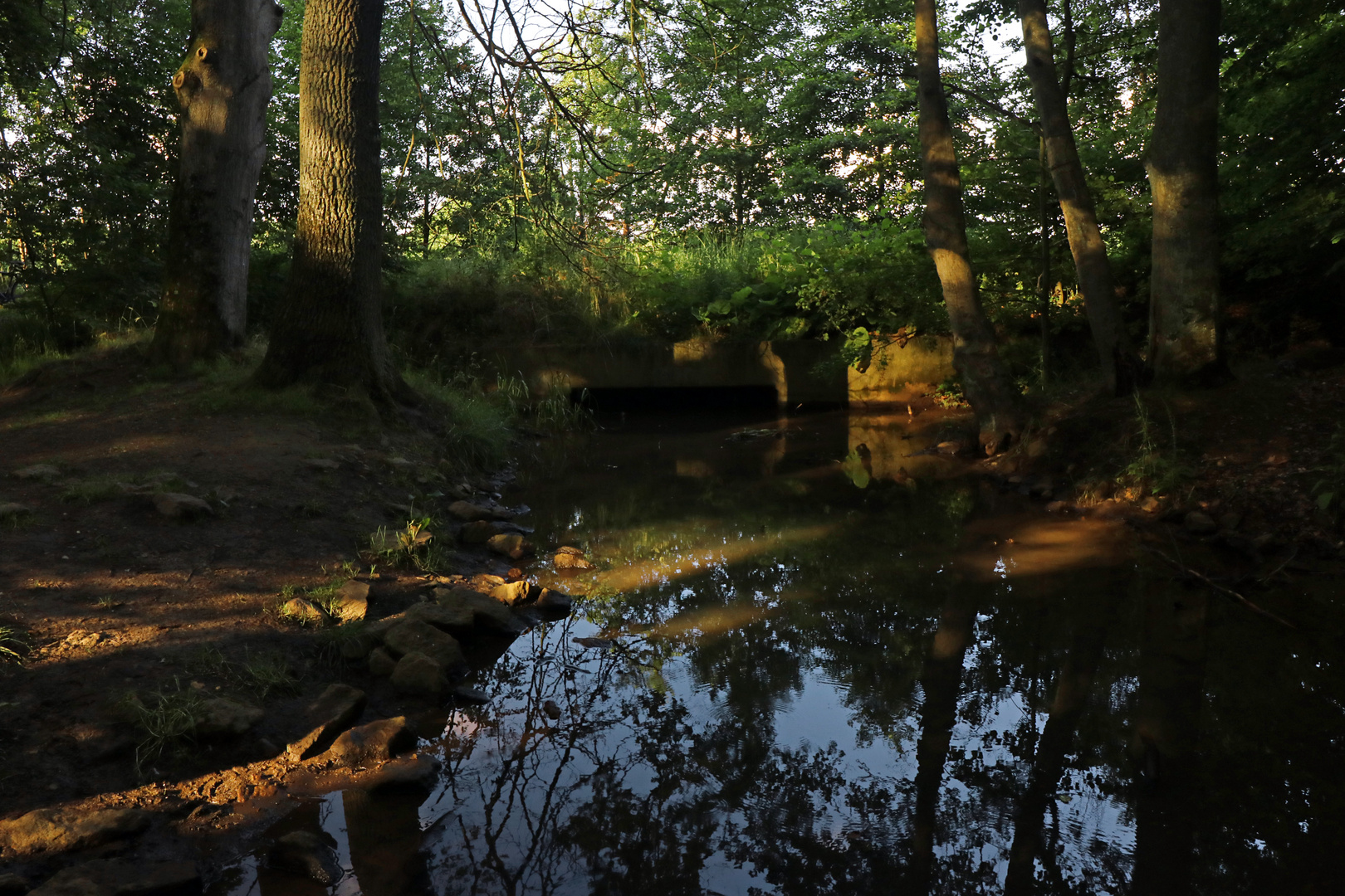 Spiegelung im Waldbach