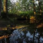 Spiegelung im Waldbach