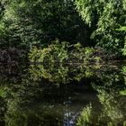 Spiegelung im Waldsee