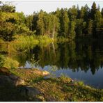 Spiegelung im Waldsee