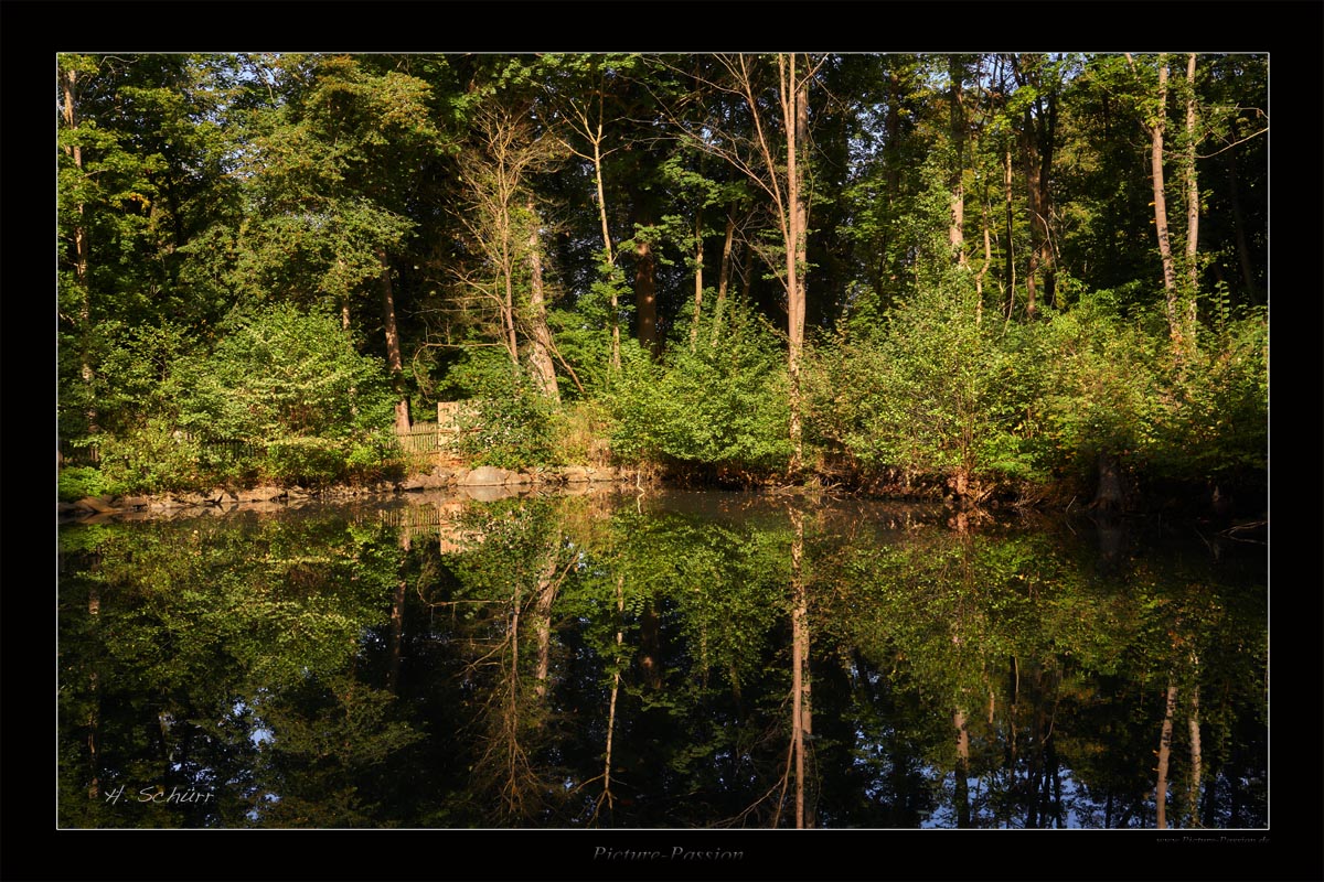 Spiegelung im Waldsee