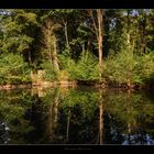 Spiegelung im Waldsee