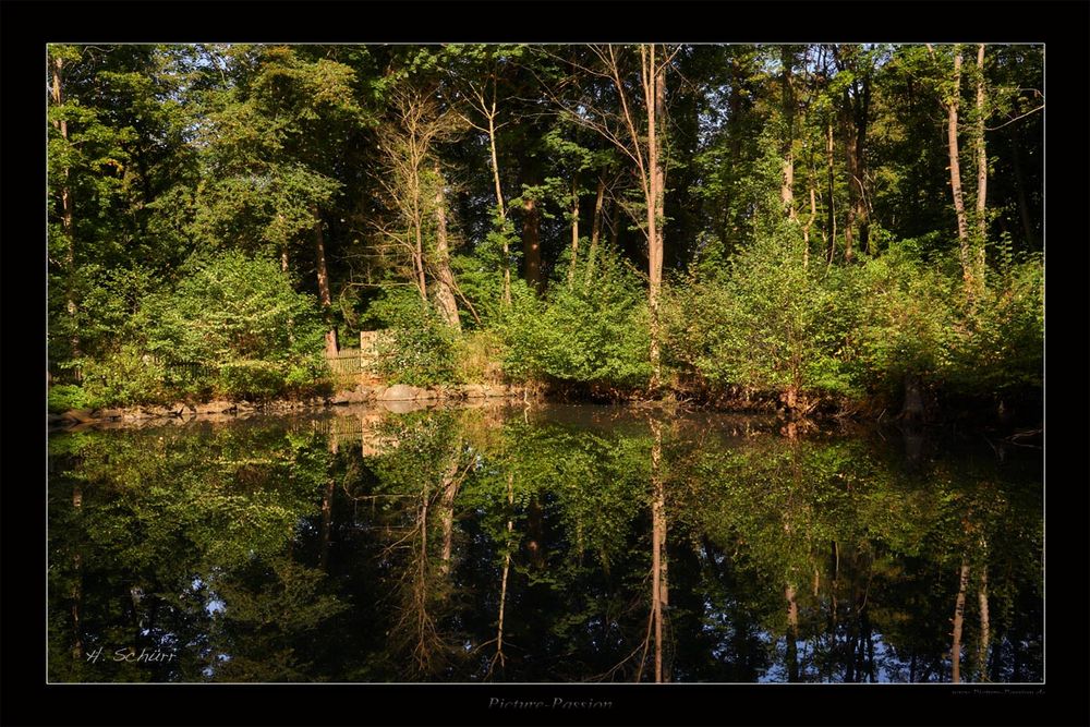 Spiegelung im Waldsee