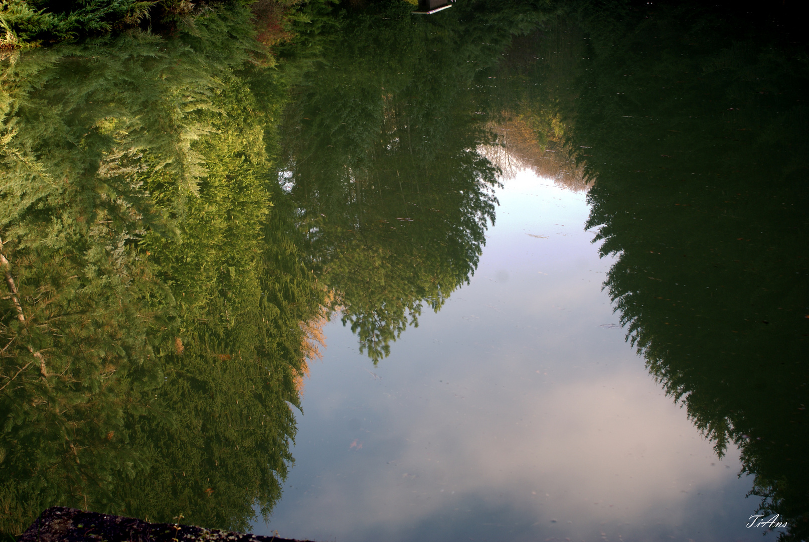 spiegelung im waldsee