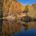 Spiegelung im Waldsee