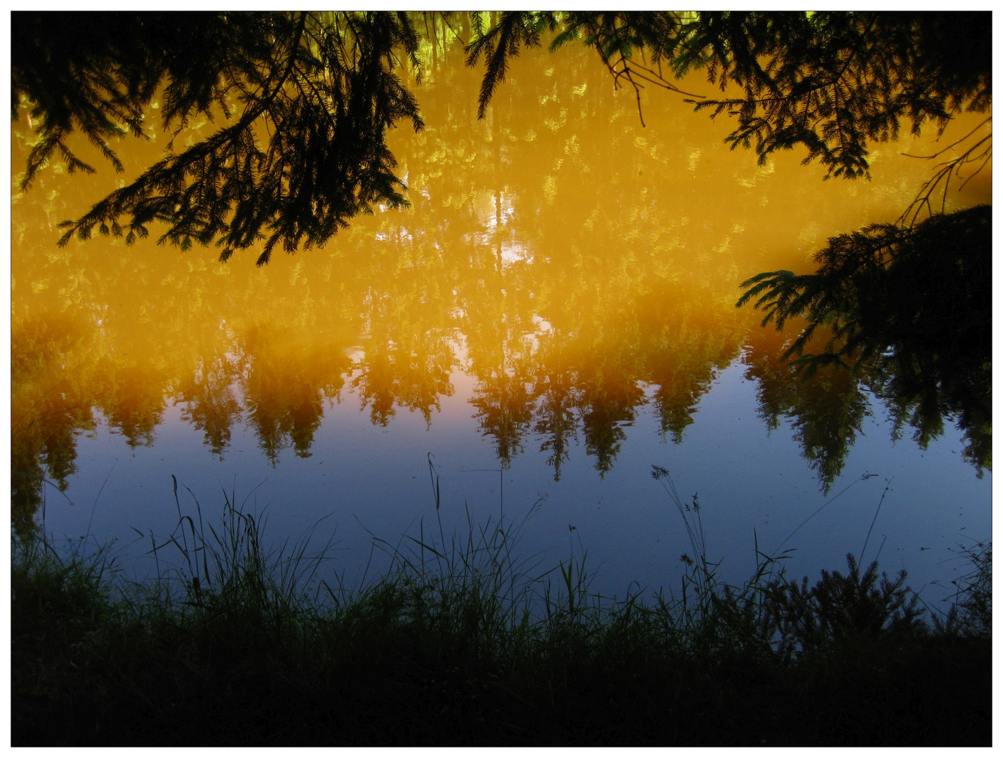 Spiegelung im Waldteich